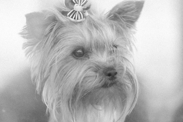 Guide ultime pour choisir votre cage cochon d'inde