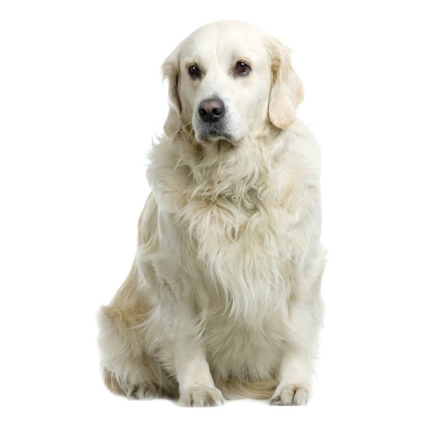 Techniques de toilettage pour votre chien