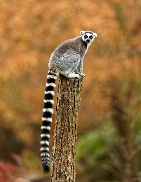 Les lémuriens de Madagascar : des primates uniques