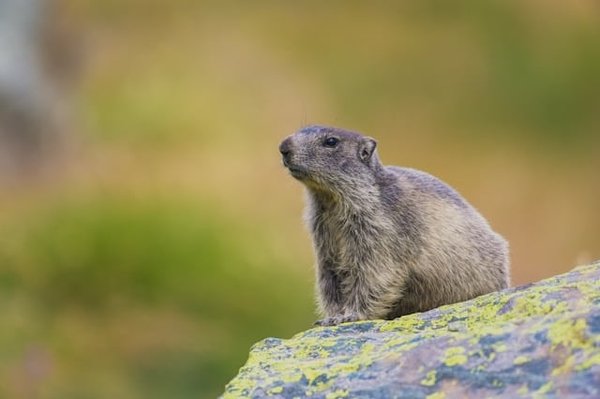 Les marmottes : les siffleurs des montagnes
