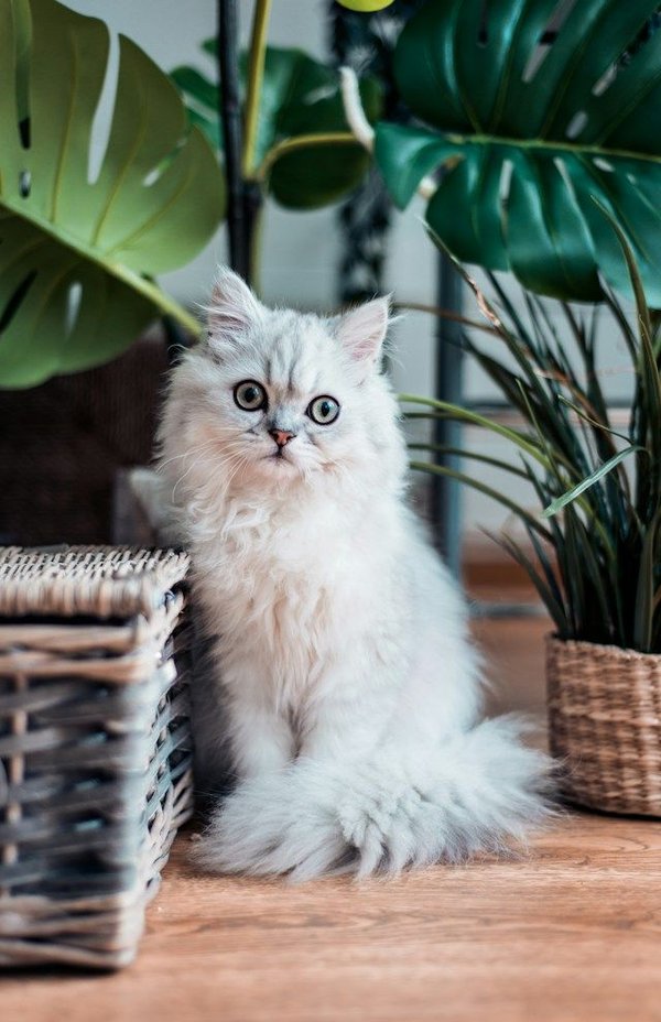 Comment protéger les plantes d'extérieur des chats errants ?
