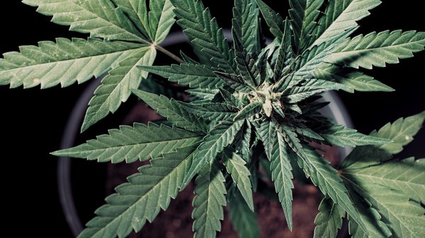 Chanvre pour animaux : respectez le dosage pour profiter des meilleurs effets