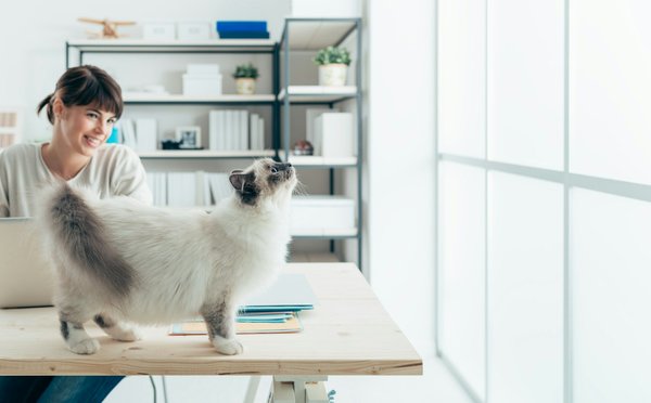 Découvrez le Bleu Russe : un chat élégant doté d'une vive intelligence